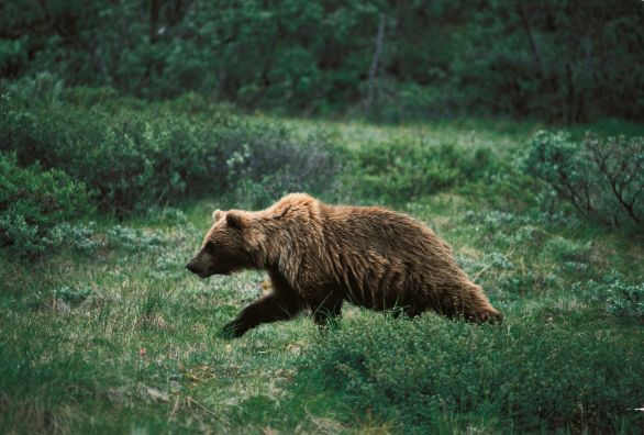 Orso Grizzly che corre ZOOLOGIA: URSIDI - ORSO GRIZZLY. ALASKA PARCO NAZIONALE DEL MONTE MC KINLEY Orso Grizzly che corre ZOOLOGIA: URSIDI - ORSO GRIZZLY. ALASKA PARCO NAZIONALE DEL MONTE MC KINLEY