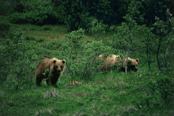Due Orsi Grizzly nel loro habitat Zoologia - Ursidi - Orso Grizzly (Ursus arctos horribilis). Alaska Due Orsi Grizzly nel loro habitat Zoologia - Ursidi - Orso Grizzly (Ursus arctos horribilis). Alaska