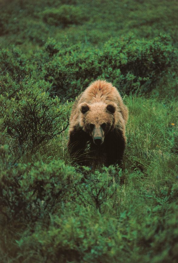 Orso Grizzly: primo piano Zoologia - Ursidi - Orso Grizzly (Ursus arctos horribilis). Alaska Orso Grizzly: primo piano Zoologia - Ursidi - Orso Grizzly (Ursus arctos horribilis). Alaska