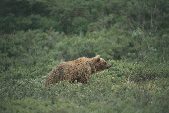 Un Orso Grizzly che scruta il territorio circostante Zoologia - Ursidi - Orso Grizzly (Ursus arctos horribilis) Un Orso Grizzly che scruta il territorio circostante Zoologia - Ursidi - Orso Grizzly (Ursus arctos horribilis)