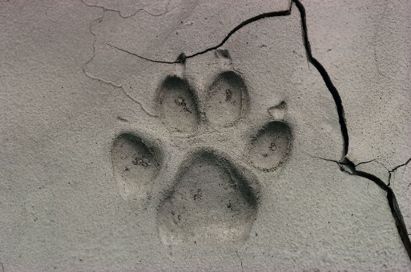 Un'impronta di Orso Grizzly Zoologia - Ursidi - Orso Grizzly (Ursus arctos), impronta Un'impronta di Orso Grizzly Zoologia - Ursidi - Orso Grizzly (Ursus arctos), impronta
