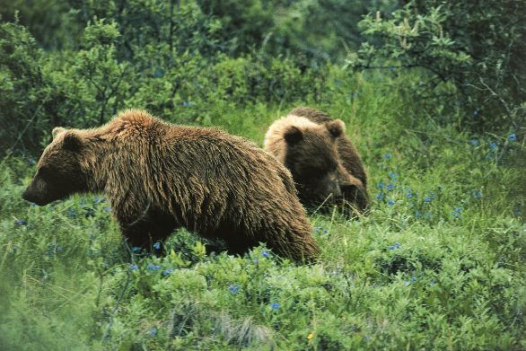 Due Orsi Grizzly vagano nella foresta ZOOLOGIA: URSIDI ORSI GRIZZLY ALASKA Due Orsi Grizzly vagano nella foresta ZOOLOGIA: URSIDI ORSI GRIZZLY ALASKA