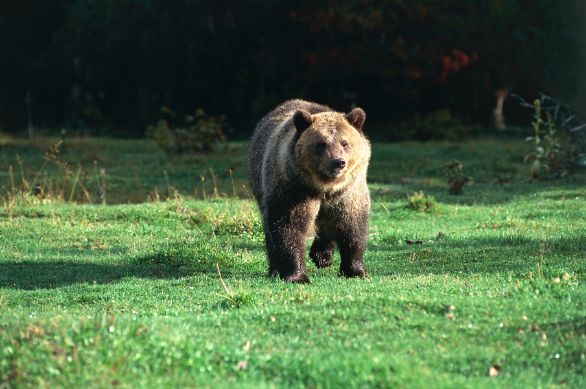 L'imponente portamento dell'Orso Grizzly Zoologia - Ursidi - Orso Grizzly (Ursus arctos horribilis). Stati Uniti - Montana. Glacier National Park L'imponente portamento dell'Orso Grizzly Zoologia - Ursidi - Orso Grizzly (Ursus arctos horribilis). Stati Uniti - Montana. Glacier National Park
