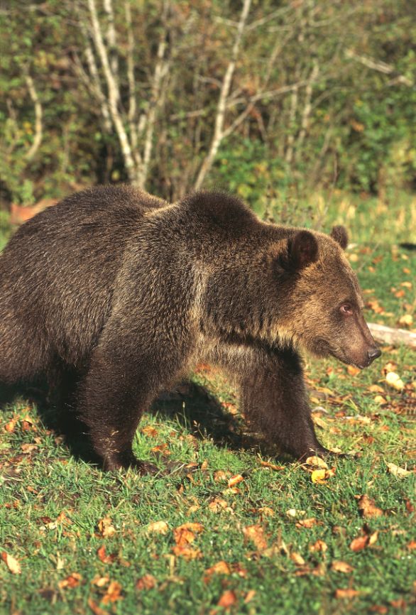 Il profilo dell'Orso Grizzly Zoologia - Ursidi - Orso Grizzly (Ursus arctos horribilis). Stati Uniti - Montana. Glacier National Park Il profilo dell'Orso Grizzly Zoologia - Ursidi - Orso Grizzly (Ursus arctos horribilis). Stati Uniti - Montana. Glacier National Park