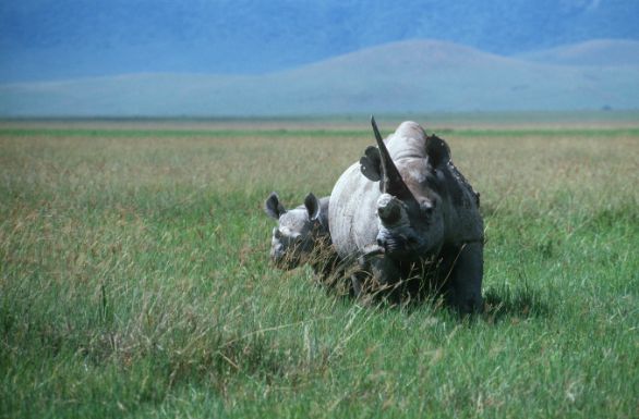 Una mamma col suo cucciolo Zoologia - Rinocerotidi - Rinoceronte nero (Diceros bicornis), con piccolo. Una mamma col suo cucciolo Zoologia - Rinocerotidi - Rinoceronte nero (Diceros bicornis), con piccolo.