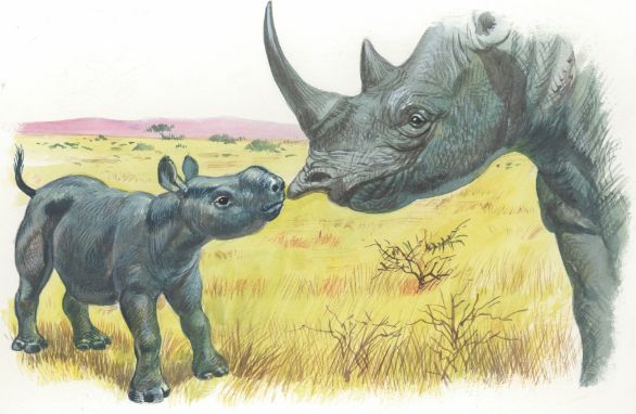 Illustrazione di un rinoceronte nero col suo cucciolo Zoologia. Rinoceronte nero con il cucciolo. Disegno. Illustrazione di un rinoceronte nero col suo cucciolo Zoologia. Rinoceronte nero con il cucciolo. Disegno.