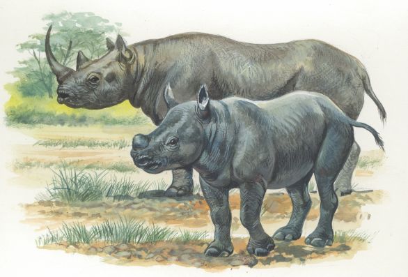 Rinoceronte Nero con il suo cucciolo, illustrazione Zoologia. Rinoceronte nero con il cucciolo. Disegno. Rinoceronte Nero con il suo cucciolo, illustrazione Zoologia. Rinoceronte nero con il cucciolo. Disegno.