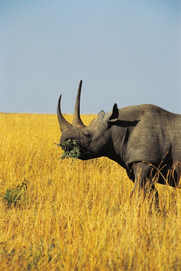Un Rinoceronte che mangia Zoologia - Rinocerotidi - Rinoceronte nero (Diceros bicornis). Kenya, Masai Mara Game Reserve Un Rinoceronte che mangia Zoologia - Rinocerotidi - Rinoceronte nero (Diceros bicornis). Kenya, Masai Mara Game Reserve