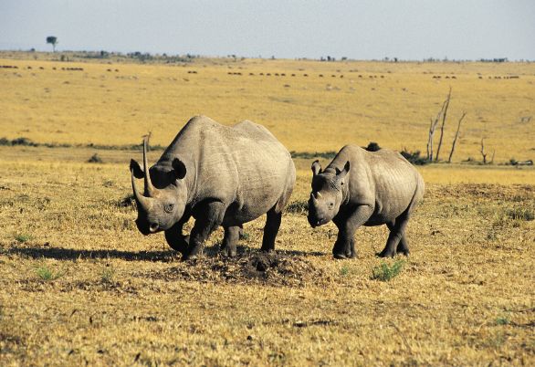 Mamma rinoceronte con il suo piccolo KENYA: MASAI MARA RINOCERONTI (DICEROS BICORNIS) Mamma rinoceronte con il suo piccolo KENYA: MASAI MARA RINOCERONTI (DICEROS BICORNIS)