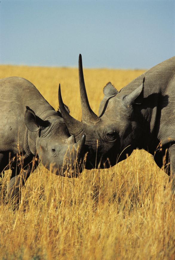 Due Rinoceronti Neri si fanno le coccole Zoologia - Rinocerotidi - Rinoceronte nero (Diceros bicornis). Kenya, Masai Mara Game Reserve Due Rinoceronti Neri si fanno le coccole Zoologia - Rinocerotidi - Rinoceronte nero (Diceros bicornis). Kenya, Masai Mara Game Reserve