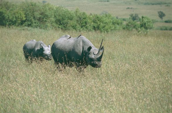 Una coppia di Rinoceronti Neri Zoologia - Rinocerotidi - Rinoceronti nero (Diceros bicornis). Kenya, Masai Mara Game Reserve Una coppia di Rinoceronti Neri Zoologia - Rinocerotidi - Rinoceronti nero (Diceros bicornis). Kenya, Masai Mara Game Reserve