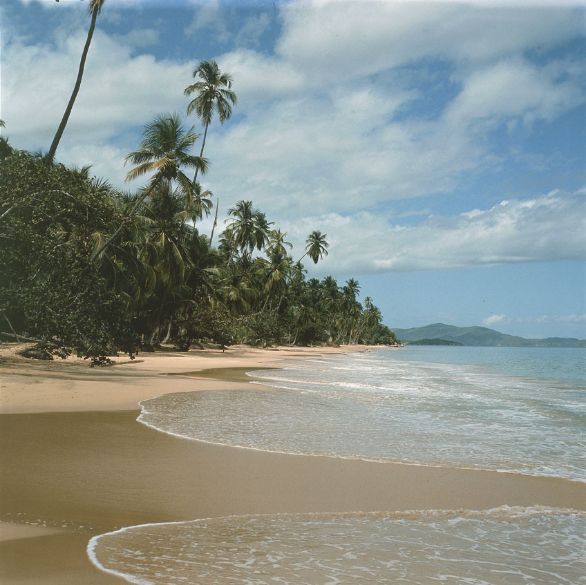 Palme da cocco lungo la spiaggia La marea nera sta mettendo a rischio l'intero ecosistema del golfo del Messico. La storia ci insegna che, in caso di sversamento di petrolio in mare, in condizioni normali non si riesce a raccogliere più del 10-15% di greggio. Oltre l'80%, quindi, finisce sulla costa. Palme da cocco lungo la spiaggia La marea nera sta mettendo a rischio l'intero ecosistema del golfo del Messico. La storia ci insegna che, in caso di sversamento di petrolio in mare, in condizioni normali non si riesce a raccogliere più del 10-15% di greggio. Oltre l'80%, quindi, finisce sulla costa.