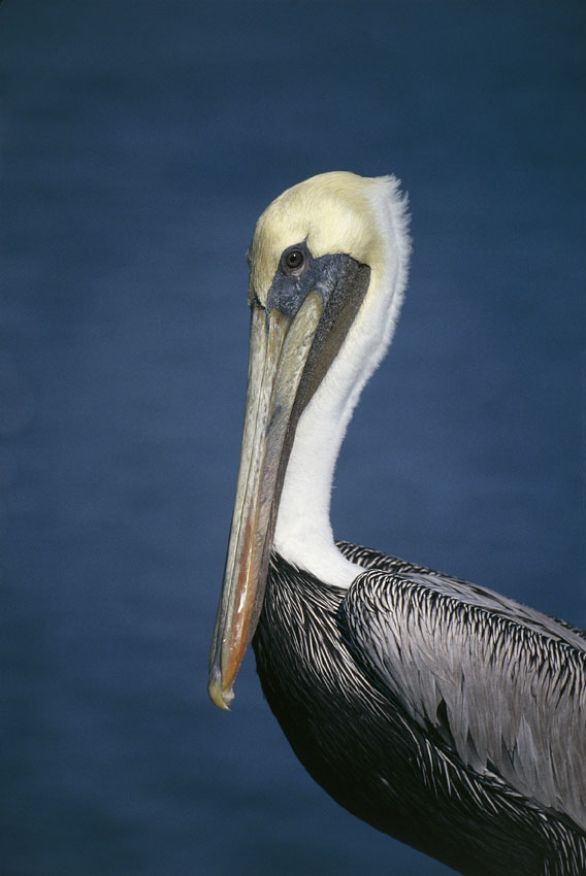 Pellicano bruno (Pelecanus occidentalis) Il pellicano bruno è diffuso lungo quasi tutte le coste a clima temperato e tropicale coperte di vegetazione del continente americano. Come tutti i pellicani ha un'indole fortemente gregaria: la forza del gruppo è sfruttata soprattutto nella pesca, quando più individui circondano un branco di pesci. Pellicano bruno (Pelecanus occidentalis) Il pellicano bruno è diffuso lungo quasi tutte le coste a clima temperato e tropicale coperte di vegetazione del continente americano. Come tutti i pellicani ha un'indole fortemente gregaria: la forza del gruppo è sfruttata soprattutto nella pesca, quando più individui circondano un branco di pesci.