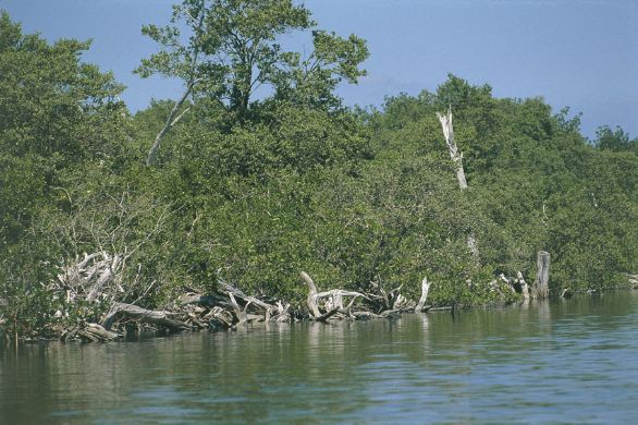 Mangrovie a Everglades, in Florida Le coste che affacciano sul golfo del Messico sono popolate da numerose mangrovie, tipica vegetazione tropicale dei litorali marini o delle zone paludose. Mangrovie a Everglades, in Florida Le coste che affacciano sul golfo del Messico sono popolate da numerose mangrovie, tipica vegetazione tropicale dei litorali marini o delle zone paludose.