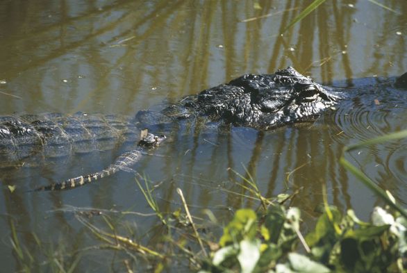 Alligatore del Mississipi (Alligator mississipiensis) presso l'Everglades National Park in Florida L'alligatore del Mississipi è il più famoso rettile americano dell'ordine dei Coccodrilli. Vive nei fiumi degli Stati Uniti meridionali e nelle paludi della Florida; predilige i corsi d'acqua di piccole dimensioni e gli stagni, nei quali si immerge lasciando affiorare soltanto l'estremità del muso e gli occhi. Alligatore del Mississipi (Alligator mississipiensis) presso l'Everglades National Park in Florida L'alligatore del Mississipi è il più famoso rettile americano dell'ordine dei Coccodrilli. Vive nei fiumi degli Stati Uniti meridionali e nelle paludi della Florida; predilige i corsi d'acqua di piccole dimensioni e gli stagni, nei quali si immerge lasciando affiorare soltanto l'estremità del muso e gli occhi.