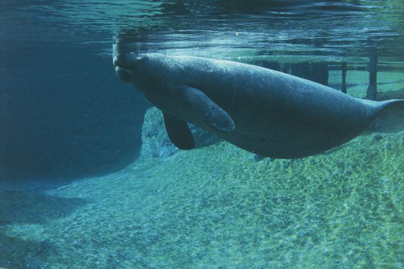Manato (Trichechus manatus) Detto anche lamantino, il manato vive nella acque calde costiere e interne degli Stati Uniti sudorientali, dell'America centromeridionale e delle Antille. È un animale pacifico e tollerante che si aggrega in piccoli gruppi senza intenti territoriali o senza linee gerarchiche. Manato (Trichechus manatus) Detto anche lamantino, il manato vive nella acque calde costiere e interne degli Stati Uniti sudorientali, dell'America centromeridionale e delle Antille. È un animale pacifico e tollerante che si aggrega in piccoli gruppi senza intenti territoriali o senza linee gerarchiche.