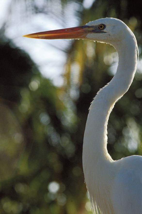 Airone bianco maggiore a Everglades, in Florida Gli aironi, diffusi in tutto il mondo, ma particolarmente abbondanti nelle regioni tropicali, hanno in comune alcune vistose caratteristiche anatomiche (collo e zampe eccezionalmente lunghi, becco lungo e appuntito), nonché il fatto di vivere in ambienti umidi. Airone bianco maggiore a Everglades, in Florida Gli aironi, diffusi in tutto il mondo, ma particolarmente abbondanti nelle regioni tropicali, hanno in comune alcune vistose caratteristiche anatomiche (collo e zampe eccezionalmente lunghi, becco lungo e appuntito), nonché il fatto di vivere in ambienti umidi.
