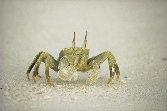 Un granchio su una spiaggia I granchi cosiddetti decoratori appartengono alla famiglia dei Maidi e vivono sui fondali rocciosi, più raramente sabbiosi, per lo più nei mari tropicali. Hanno zampe lunghe e sottili simili a quelle di un ragno e chele a forma di pinzette, con cui tagliano pezzi di spugne, ascidie, celenterati, alghe e altro materiale per collocarlo sopra il dorso. Così mascherati, questi animali riescono ad avvicinare e afferrare, senza insospettirli, pesci e crostacei di piccole dimensioni. Un granchio su una spiaggia I granchi cosiddetti decoratori appartengono alla famiglia dei Maidi e vivono sui fondali rocciosi, più raramente sabbiosi, per lo più nei mari tropicali. Hanno zampe lunghe e sottili simili a quelle di un ragno e chele a forma di pinzette, con cui tagliano pezzi di spugne, ascidie, celenterati, alghe e altro materiale per collocarlo sopra il dorso. Così mascherati, questi animali riescono ad avvicinare e afferrare, senza insospettirli, pesci e crostacei di piccole dimensioni.