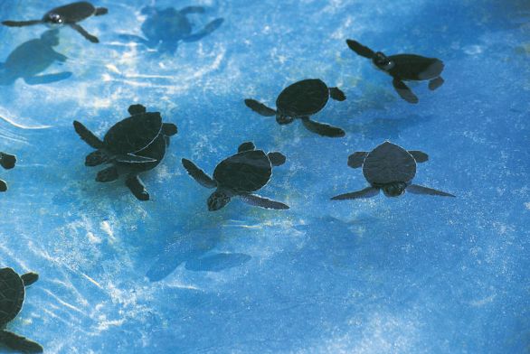 Tartarughe marine a Isla Mujeres, in Messico Le specie che vivono nel Golfo del Messico stanno inalando, oltre al petrolio, anche altre sostanze chimiche utilizzate per contenere l’immensa marea nera, causando l'avvelenamento e quindi la morte. Tartarughe marine a Isla Mujeres, in Messico Le specie che vivono nel Golfo del Messico stanno inalando, oltre al petrolio, anche altre sostanze chimiche utilizzate per contenere l’immensa marea nera, causando l'avvelenamento e quindi la morte.