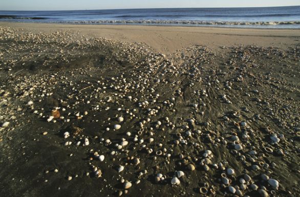 Spiaggia della Louisiana affacciata sul golfo del Messico La Louisiana è uno degli Stati più colpiti dalla marea nera che sta mettendo in ginocchio il golfo del Messico. L'ondata di petrolio ha raggiunto le coste dello Stato americano causando un disastro ambientale. Spiaggia della Louisiana affacciata sul golfo del Messico La Louisiana è uno degli Stati più colpiti dalla marea nera che sta mettendo in ginocchio il golfo del Messico. L'ondata di petrolio ha raggiunto le coste dello Stato americano causando un disastro ambientale.