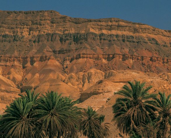 Egitto, Sinai Polvere e pioggia sono interrotte da rara, tenace vegetazione nello scenario del Sinai, vicino alla localita di Sharm El Sheikh, estrema propaggine di terra sul Mar Rosso. Egitto, Sinai Polvere e pioggia sono interrotte da rara, tenace vegetazione nello scenario del Sinai, vicino alla localita di Sharm El Sheikh, estrema propaggine di terra sul Mar Rosso.