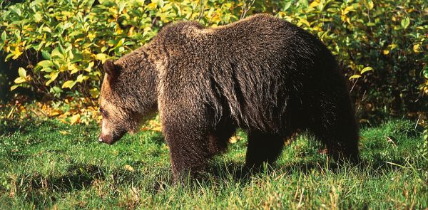 Grizzly Grizzly