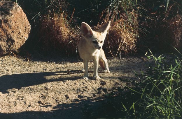 Fennec