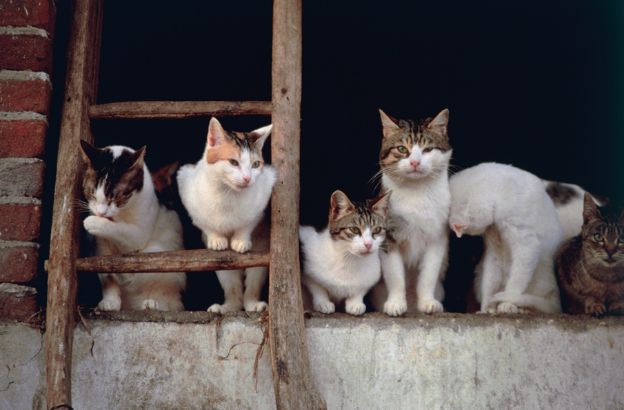 Gatto-domestico Gatto-domestico