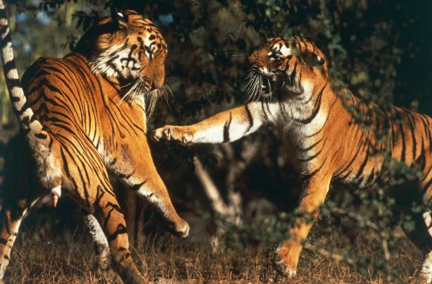 Tigre-del-Bengala Tigre-del-Bengala