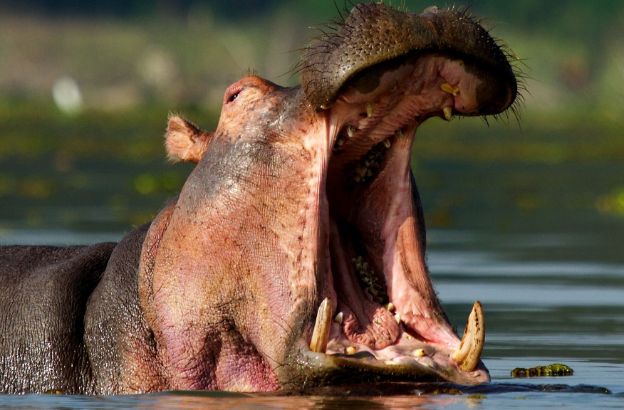 ippopotamo ippopotamo