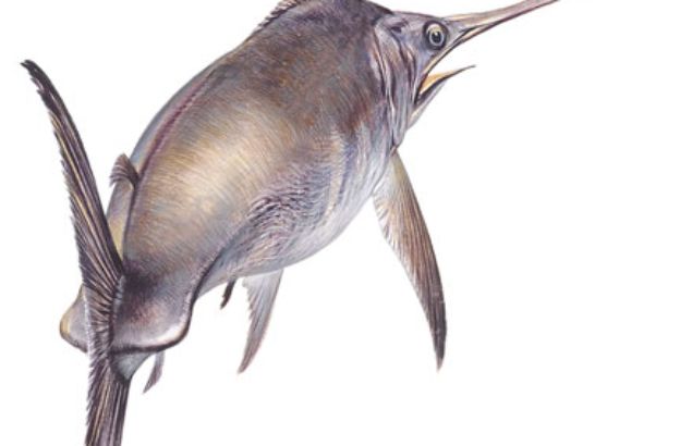 Pesce-spada