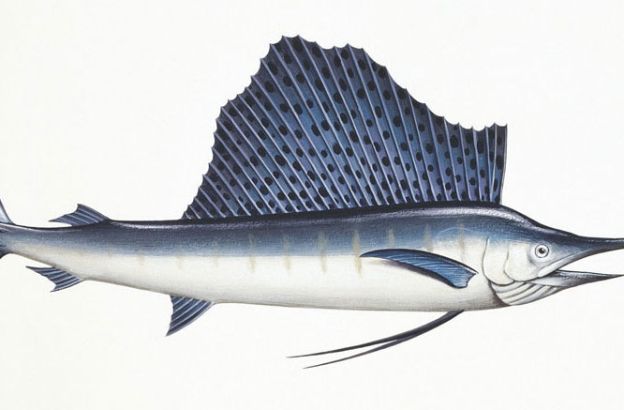 Pesce-vela Pesce-vela