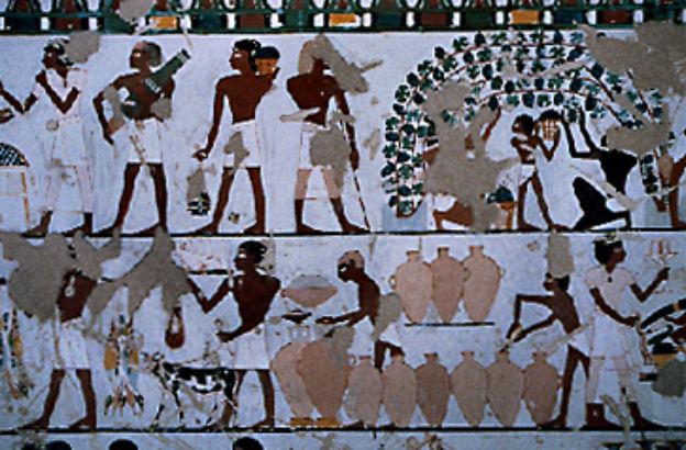 tebe-raccolta-del-vino tebe-raccolta-del-vino