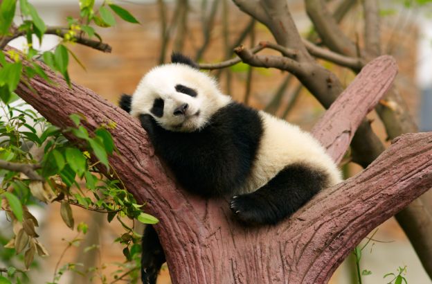 panda-dorme panda-dorme