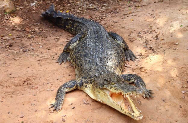 coccodrillo-sopravvivenza-dinosauri