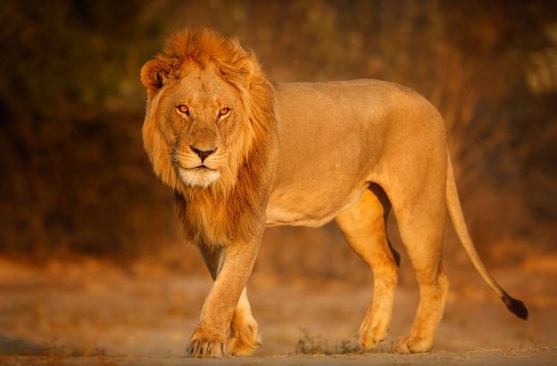 leone.jpg leone.jpg