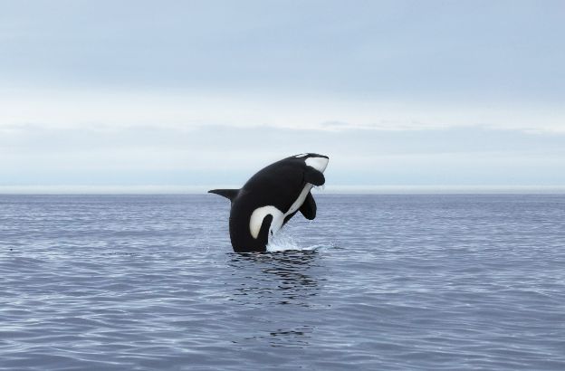 orca-estinzione orca-estinzione