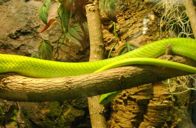 seprente-mamba seprente-mamba
