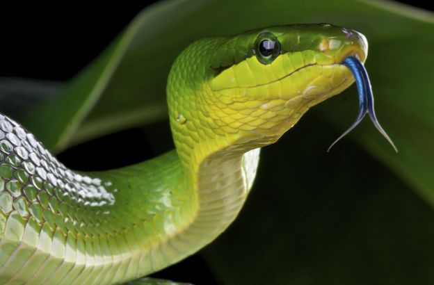 serpente-verde serpente-verde
