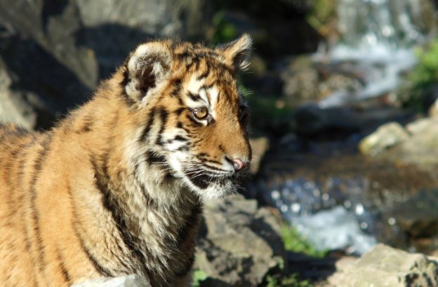 tigre