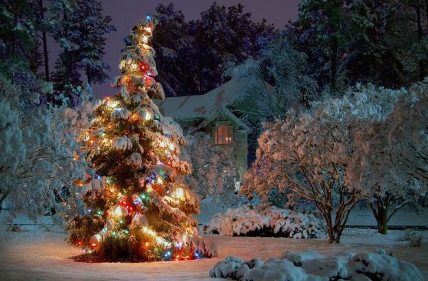 outdoor-christmas-tree outdoor-christmas-tree