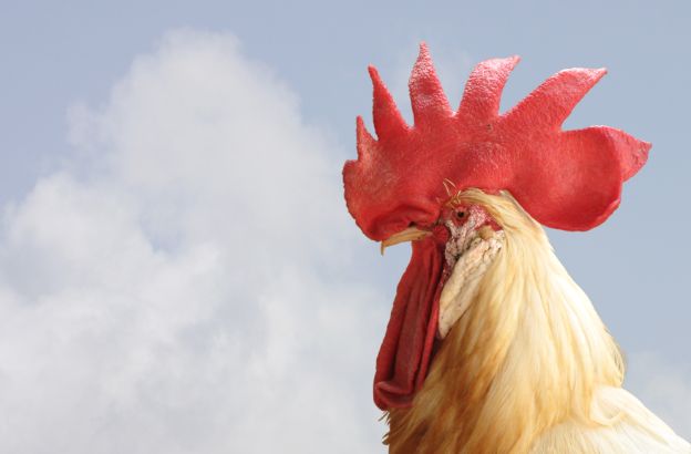 pollo pollo