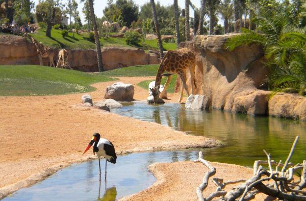 ZOOM_serengeti_giraffa