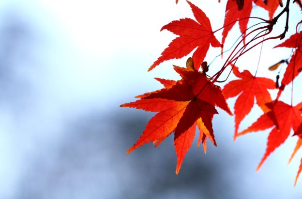 astenia-autunnale astenia-autunnale