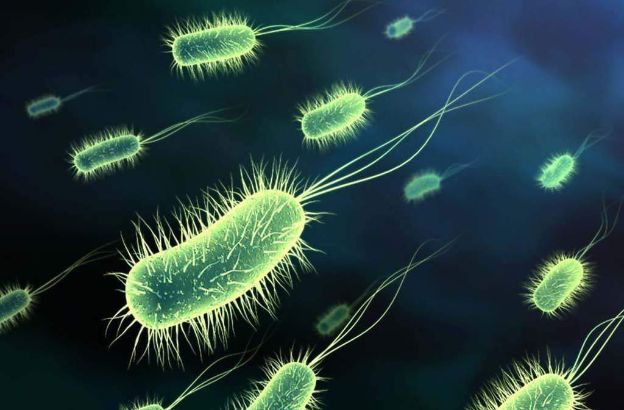 escherichia-coli