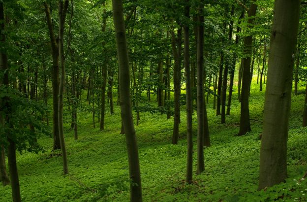 foresta foresta