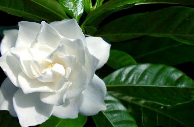 gardenia gardenia