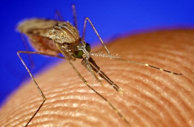 malaria malaria