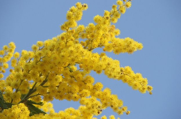 mimosa mimosa