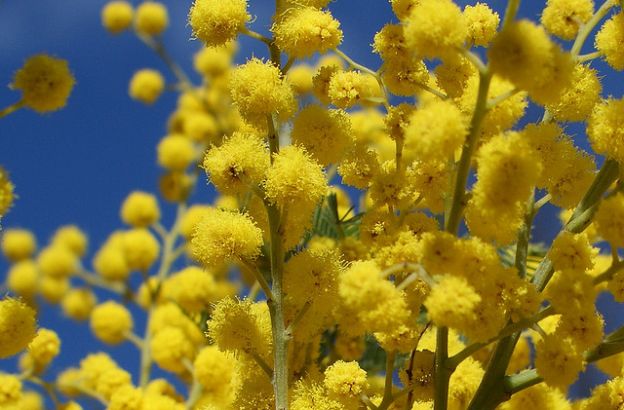 mimosaa mimosaa